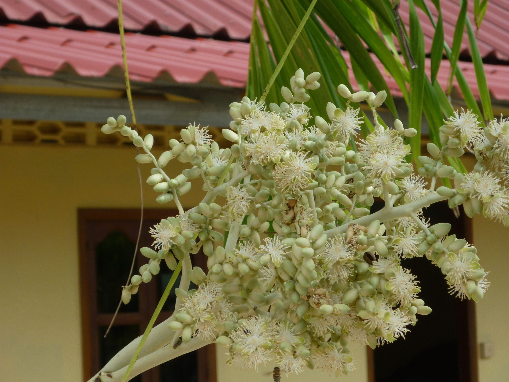 Mien Mien Otres Hotel Sihanoukville Buitenkant foto